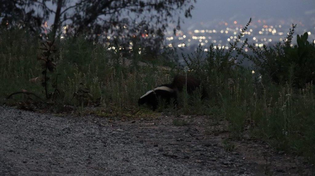 A skunk in the grass

Description automatically generated