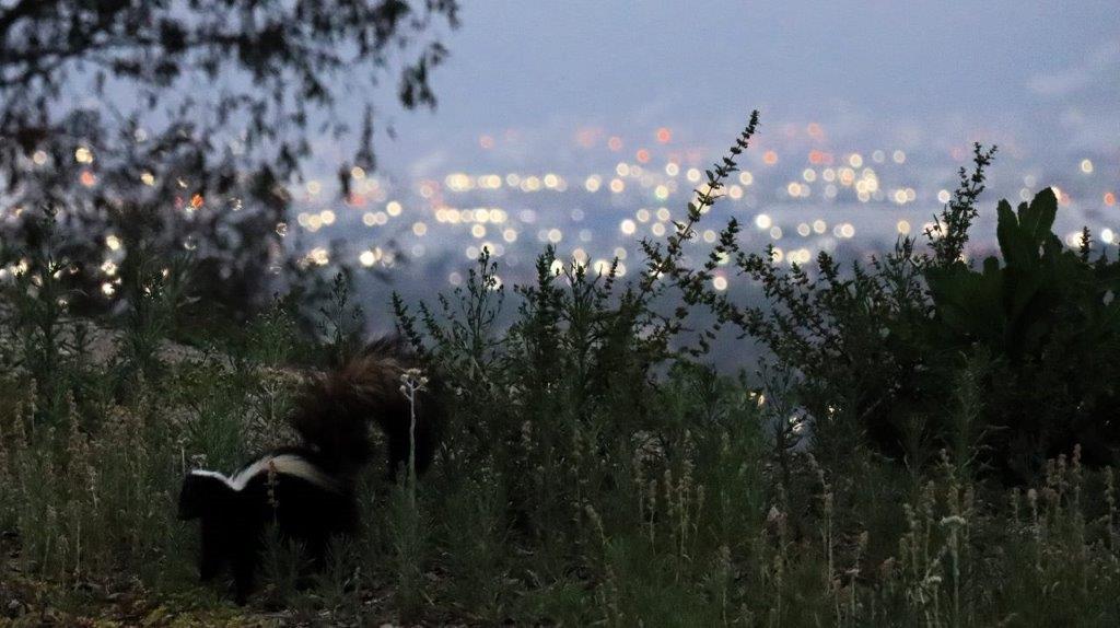 A skunk in a grassy area

Description automatically generated