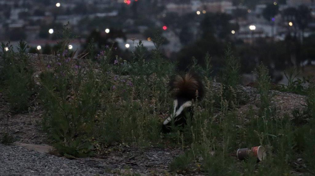 A skunk in a grassy area

Description automatically generated