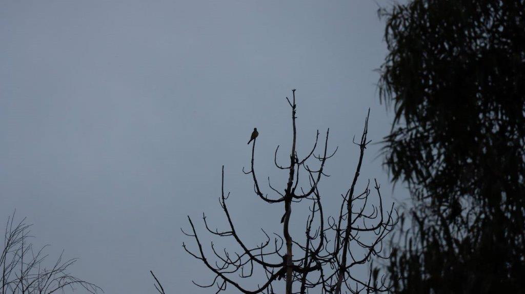 A bird perched on a tree branch

Description automatically generated