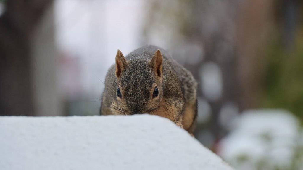 A squirrel standing on a rock

Description automatically generated