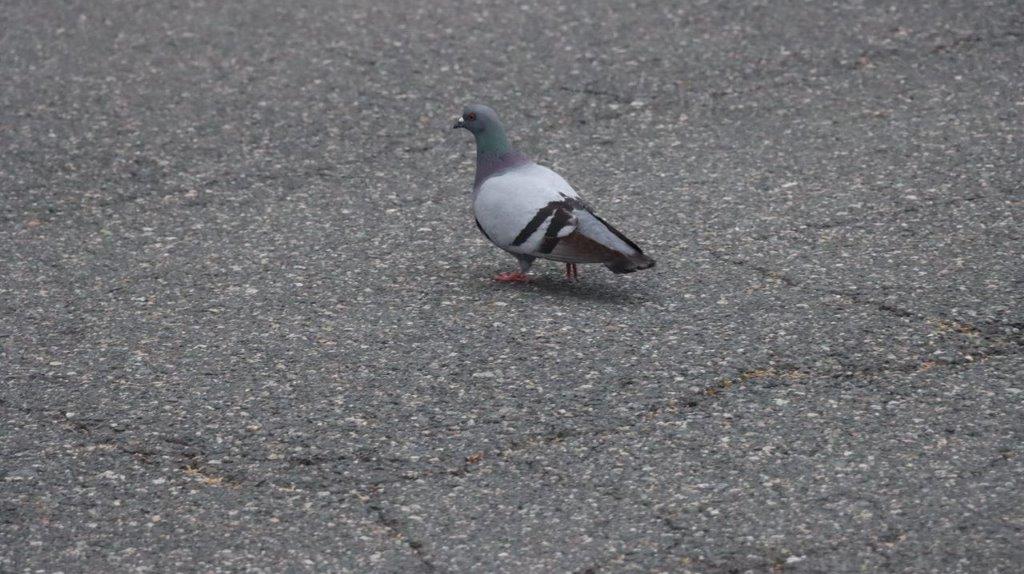A bird standing on the pavement

Description automatically generated