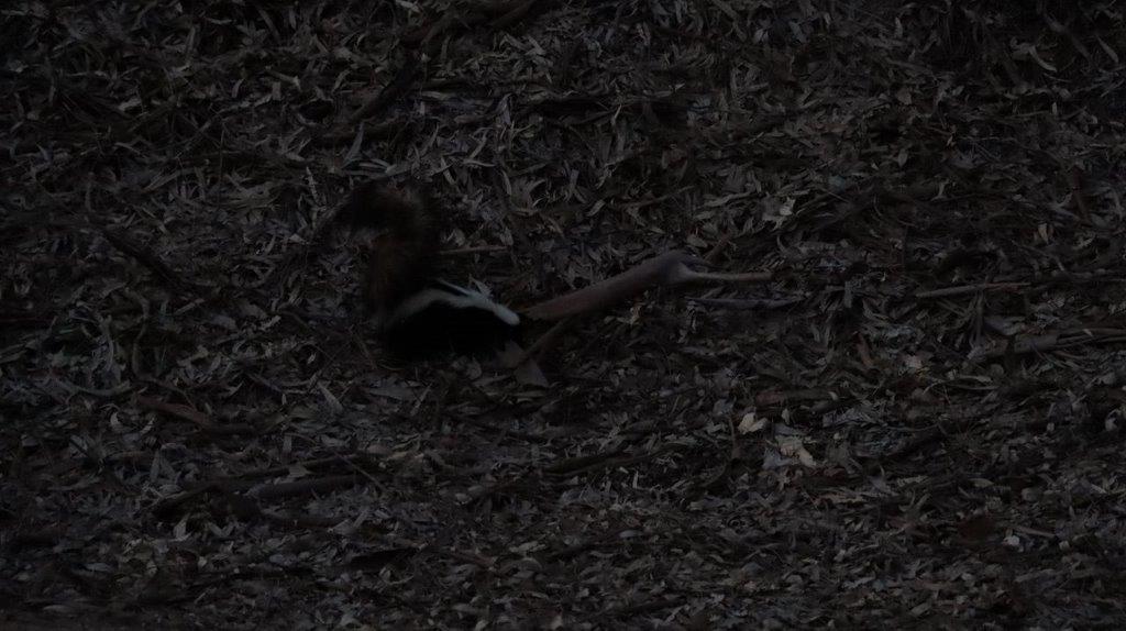 A black and grey animal

Description automatically generated with medium confidence