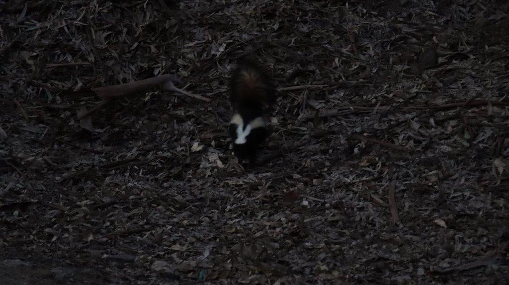 A skunk in the woods

Description automatically generated