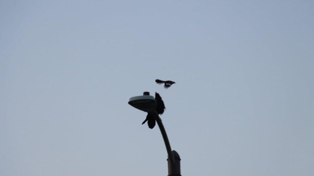 A bird flying in the sky

Description automatically generated