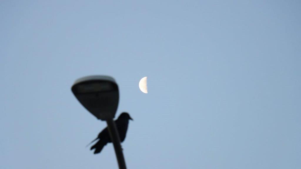A bird sitting on a pole

Description automatically generated