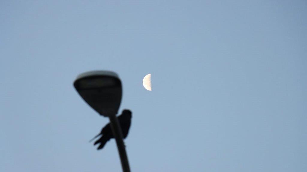 A bird sitting on a pole

Description automatically generated