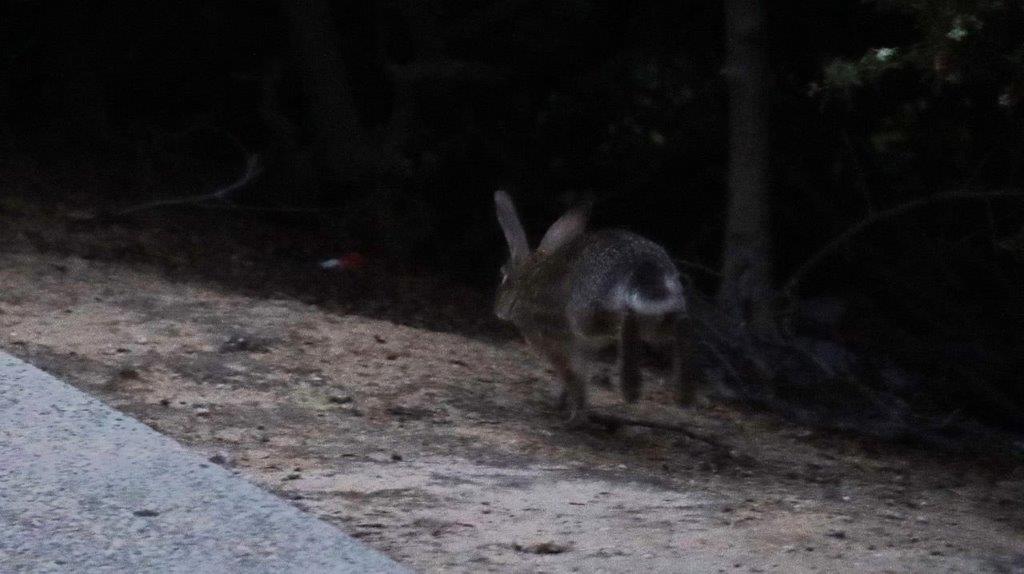 A rabbit running on the ground

Description automatically generated