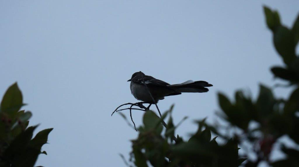 A bird perched on a branch

Description automatically generated