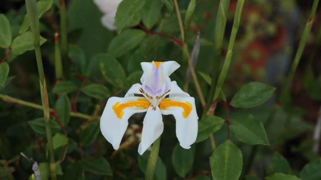 A white flower with yellow stripes

AI-generated content may be incorrect.