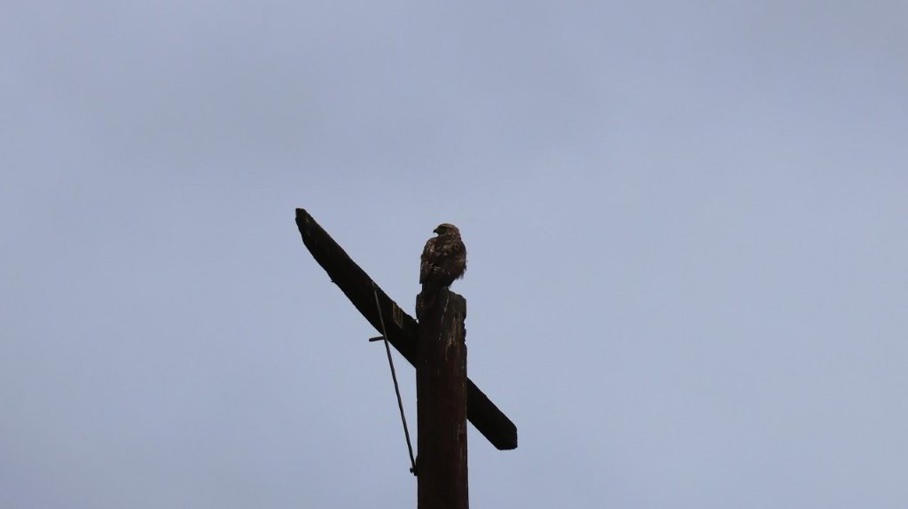 A bird on a pole

AI-generated content may be incorrect.