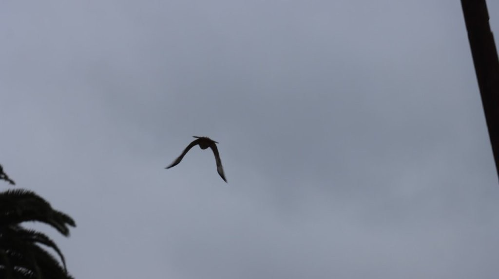 A bird flying in the sky

AI-generated content may be incorrect.