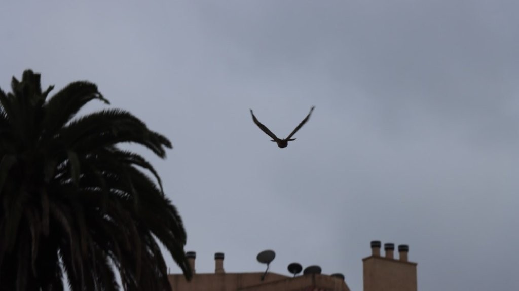 A bird flying in the sky

AI-generated content may be incorrect.