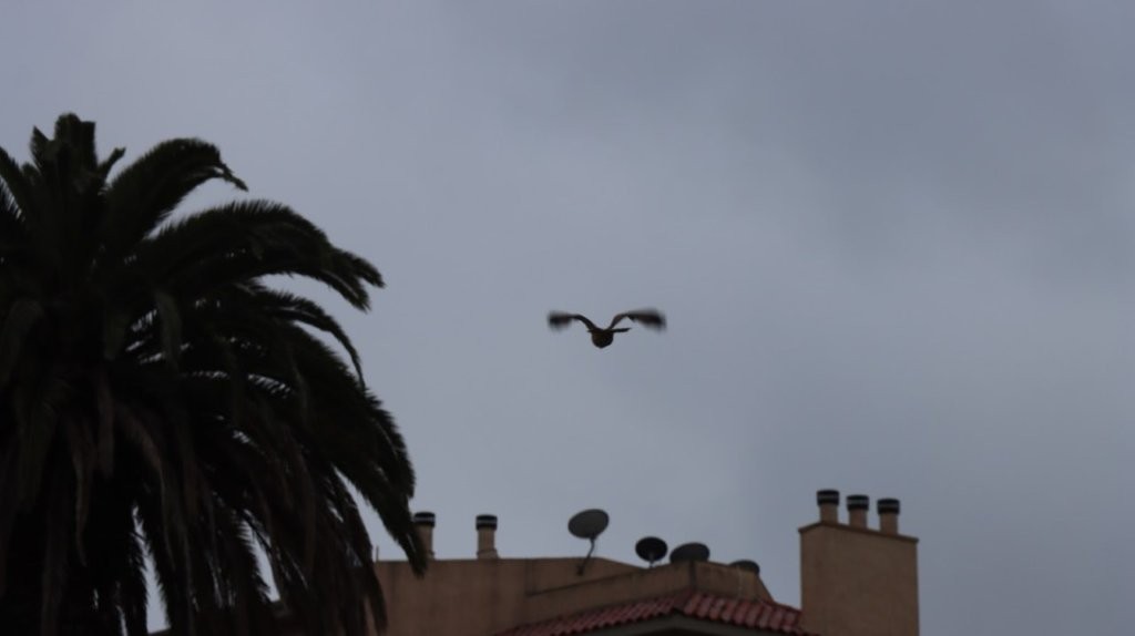 A bird flying in the sky

AI-generated content may be incorrect.
