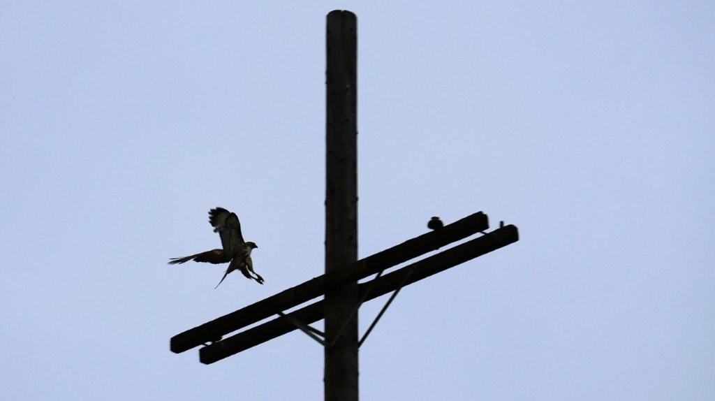 A bird flying near a telephone pole

AI-generated content may be incorrect.