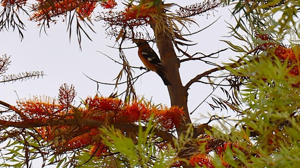 A bird sitting on a tree branch

AI-generated content may be incorrect.