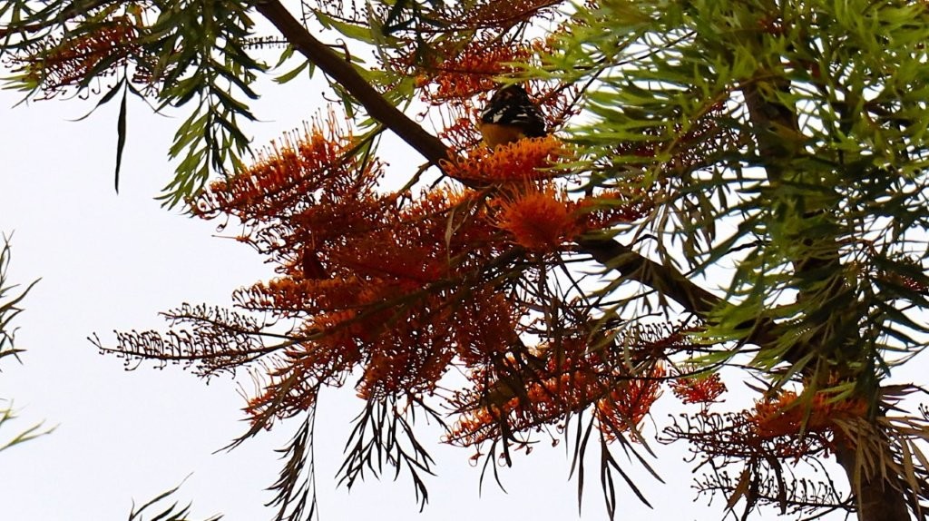 A tree with orange flowers

AI-generated content may be incorrect.