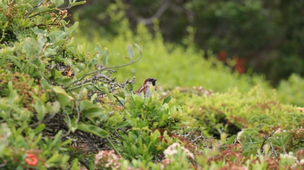 A bird in a bush

AI-generated content may be incorrect.