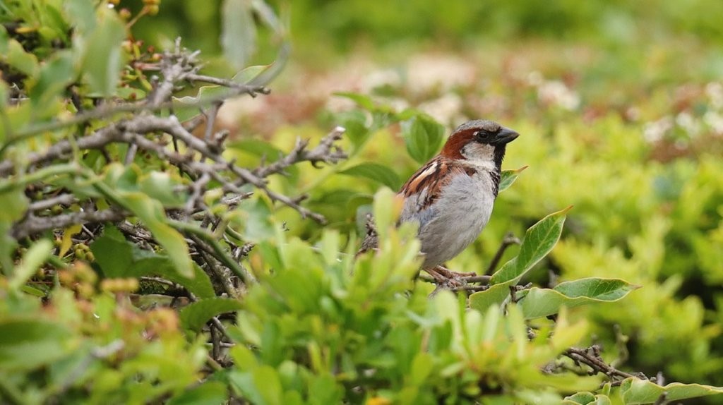A bird standing on a bush

AI-generated content may be incorrect.