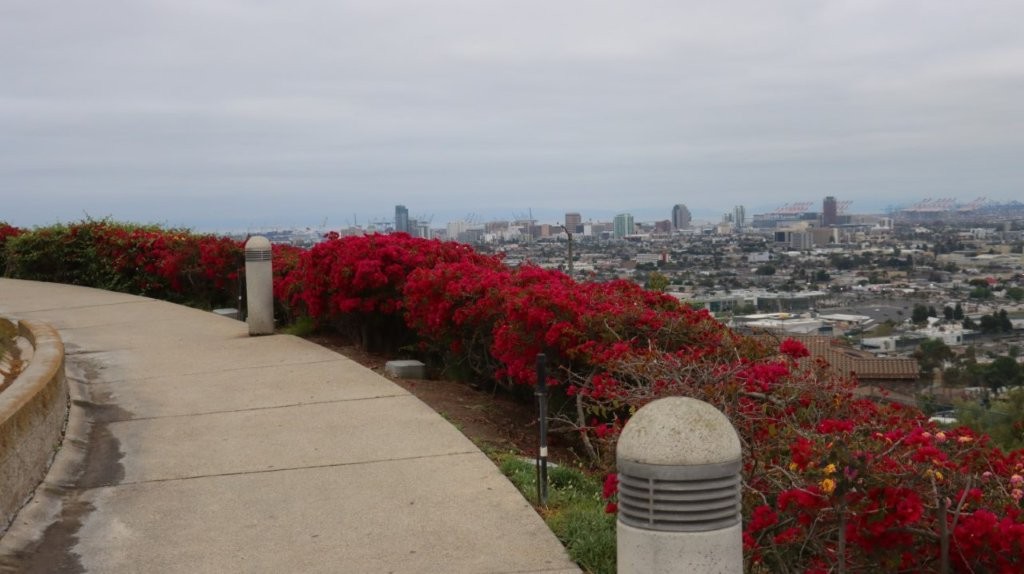 A path with red flowers

AI-generated content may be incorrect.