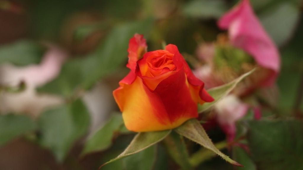 A close up of a rose

AI-generated content may be incorrect.