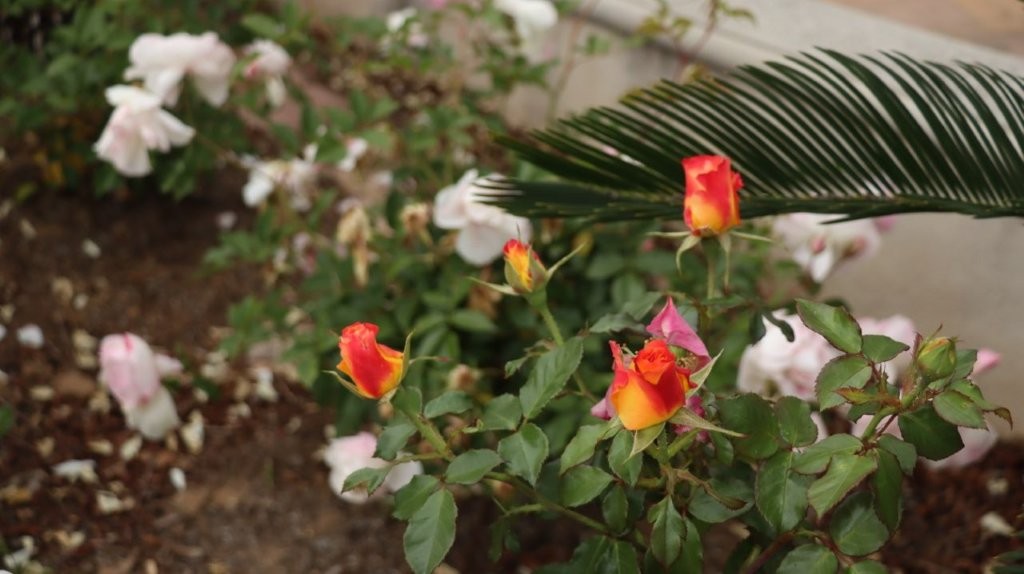 A close-up of a rose bush

AI-generated content may be incorrect.