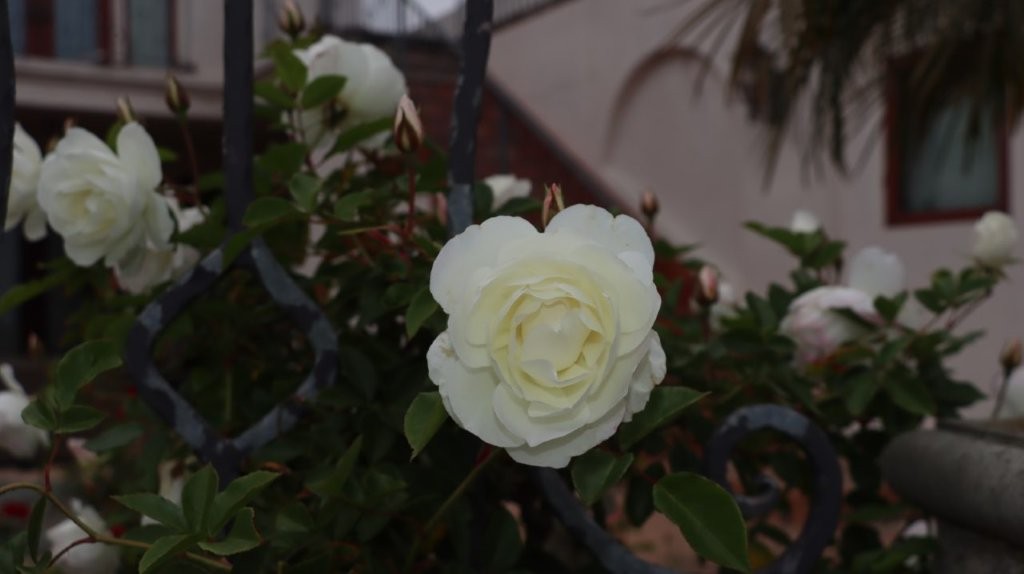 A white flower on a bush

AI-generated content may be incorrect.