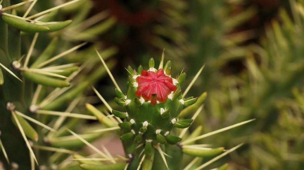 A close-up of a cactus

AI-generated content may be incorrect.