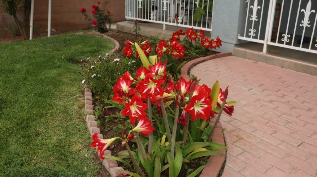 Red flowers in a garden

AI-generated content may be incorrect.