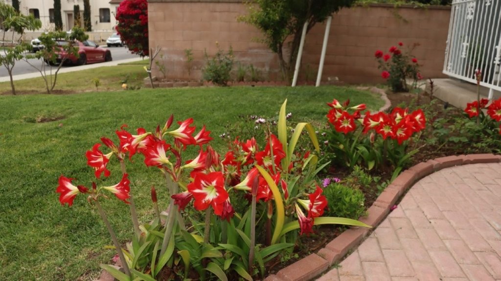 A red flowers in a garden

AI-generated content may be incorrect.
