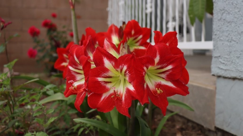 A close up of a red flower

AI-generated content may be incorrect.