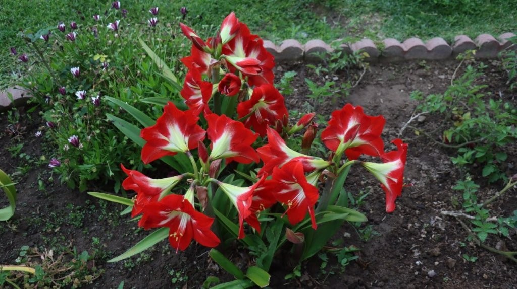 A close-up of red flowers

AI-generated content may be incorrect.