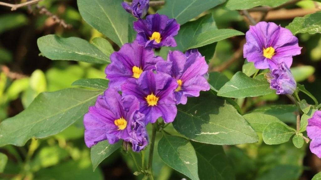 Purple flowers on a plant

AI-generated content may be incorrect.