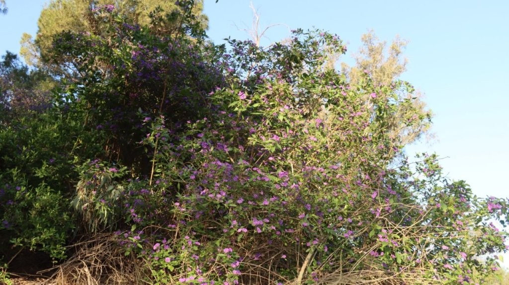 A group of trees with purple flowers

AI-generated content may be incorrect.