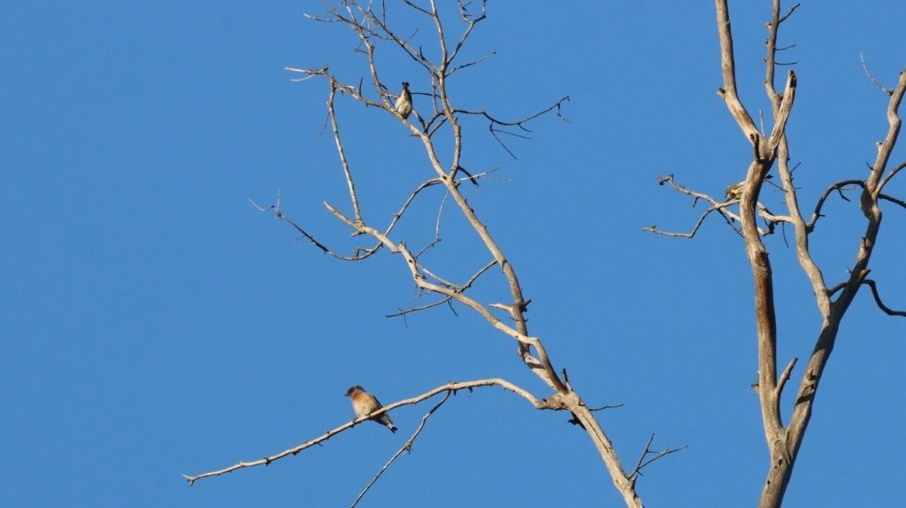 Birds on a tree branch

AI-generated content may be incorrect.