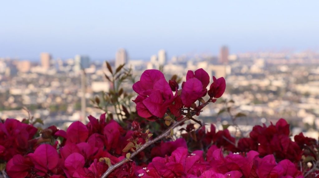 A close-up of a plant with purple flowers

AI-generated content may be incorrect.