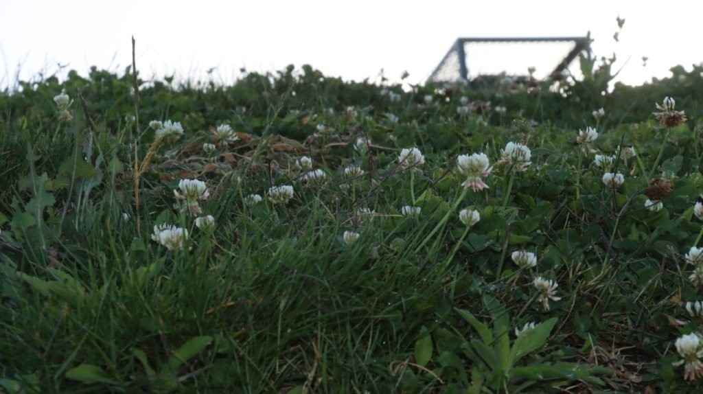 A field of white flowers

AI-generated content may be incorrect.