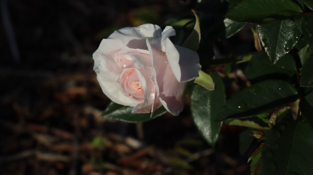 A close up of a flower

AI-generated content may be incorrect.