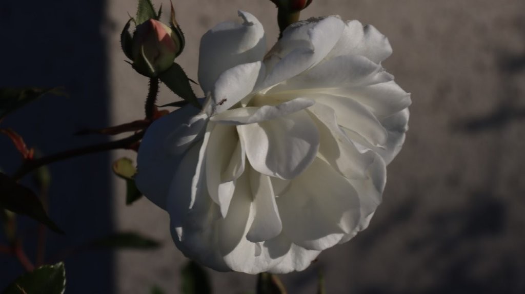 A close-up of a white flower

AI-generated content may be incorrect.