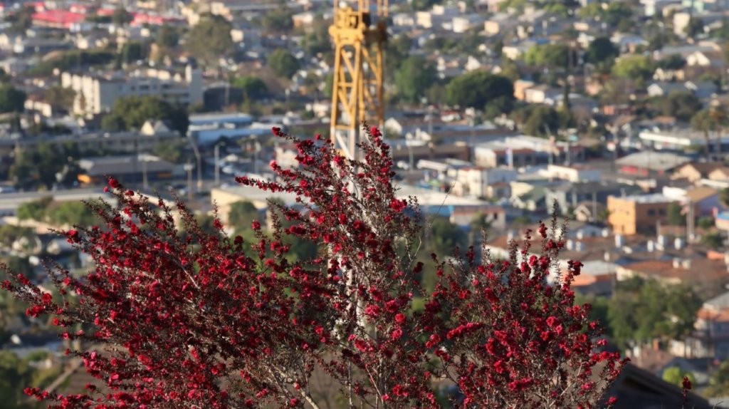 A tree with red flowers in front of a city

AI-generated content may be incorrect.