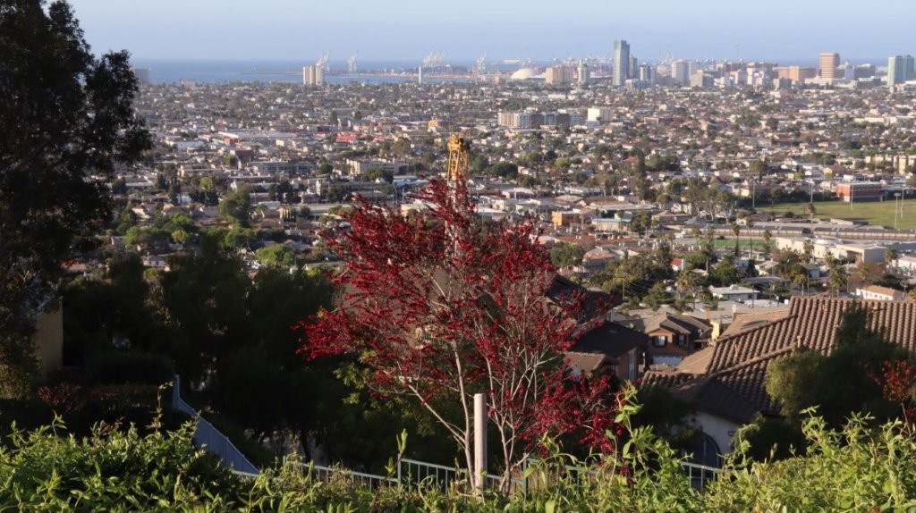 A tree with red leaves in front of a city

AI-generated content may be incorrect.