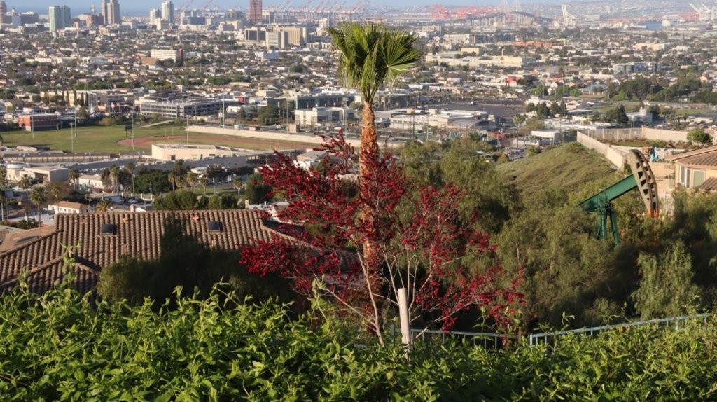 A tree with red leaves in front of a city

AI-generated content may be incorrect.