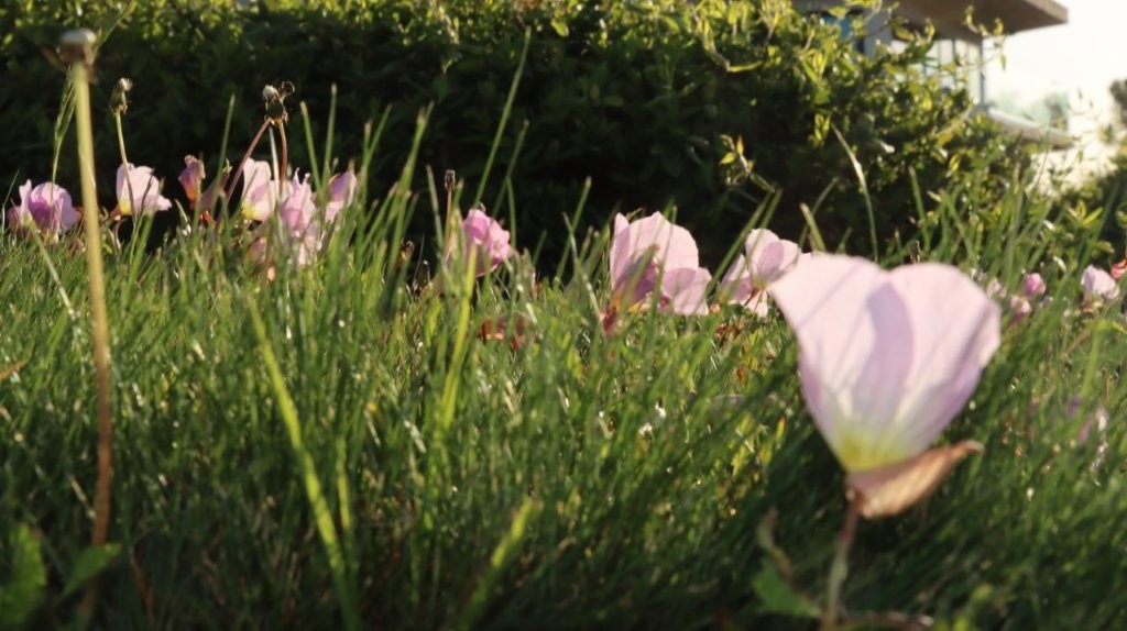 A close-up of flowers in a garden

AI-generated content may be incorrect.