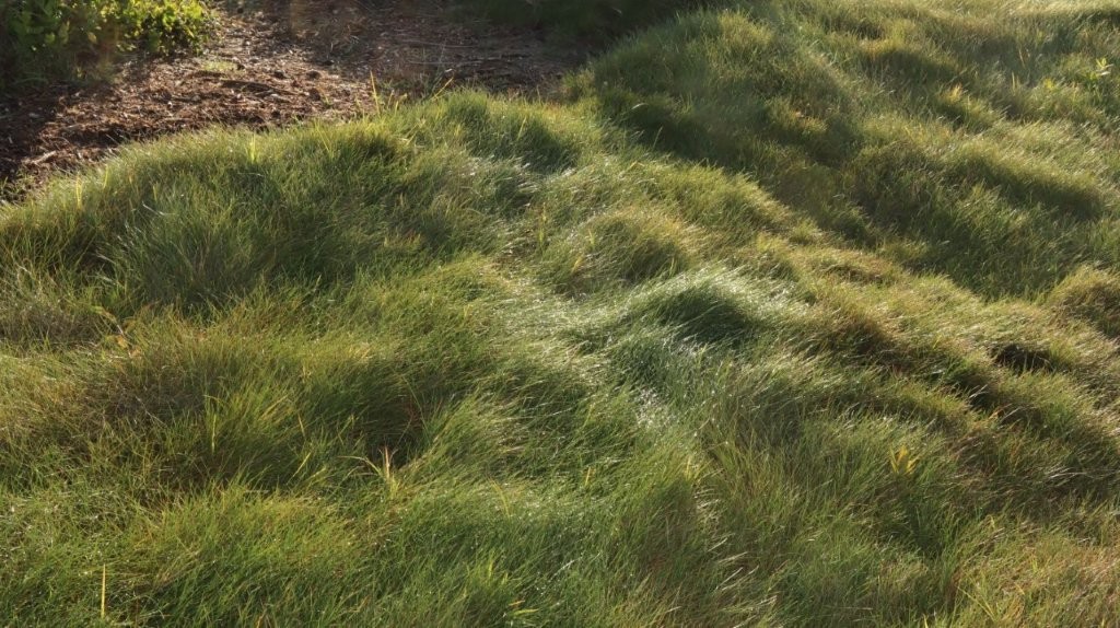 A close-up of a grassy area

AI-generated content may be incorrect.