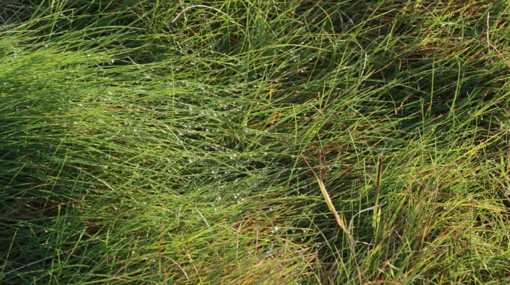 A close-up of a green grass

AI-generated content may be incorrect.