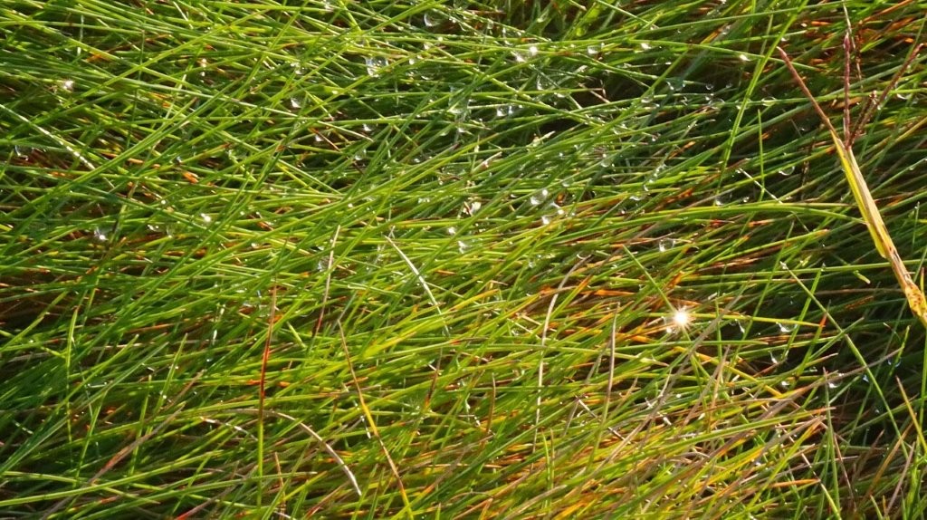 A close up of grass

AI-generated content may be incorrect.