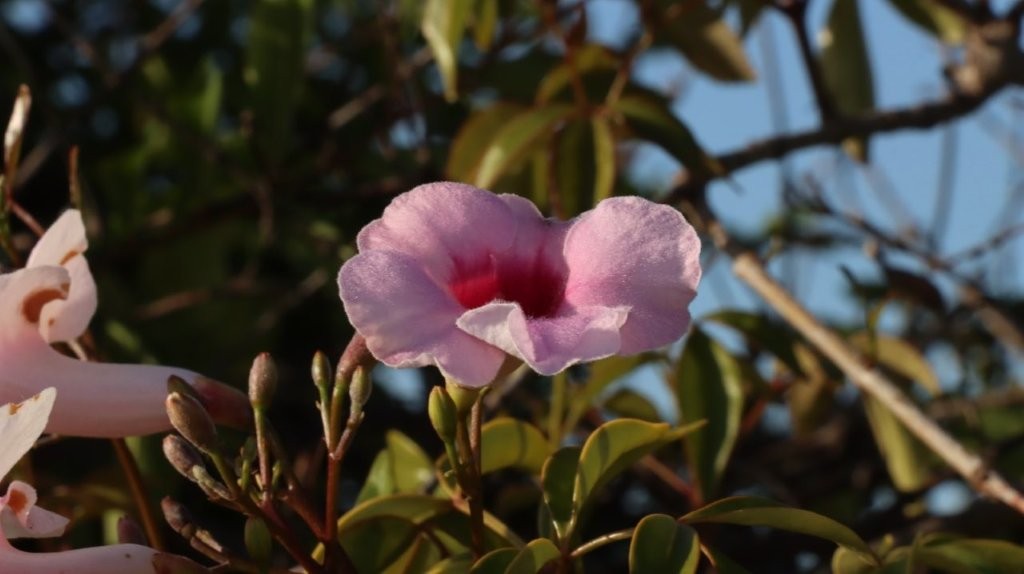 A pink flower on a plant

AI-generated content may be incorrect.