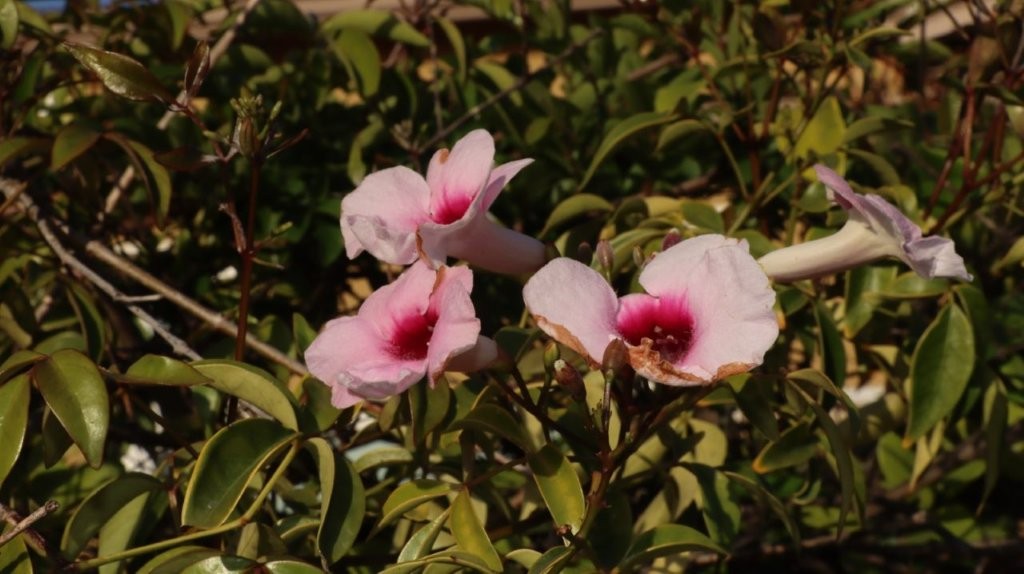A group of pink flowers

AI-generated content may be incorrect.