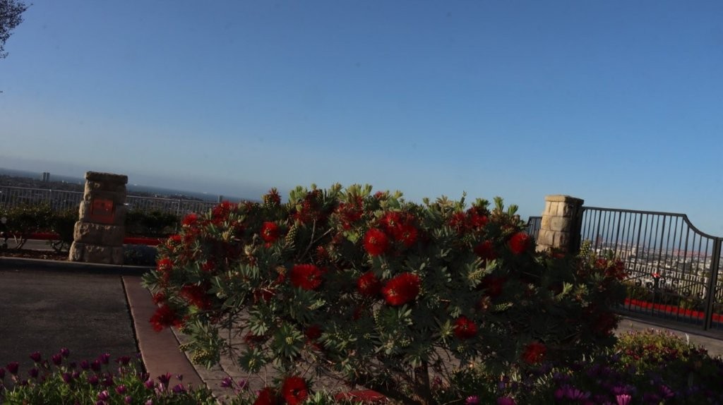 A bush with red flowers

AI-generated content may be incorrect.