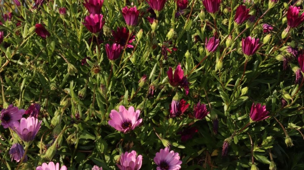 A group of purple flowers

AI-generated content may be incorrect.